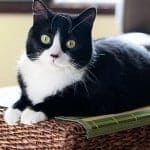 cat cat